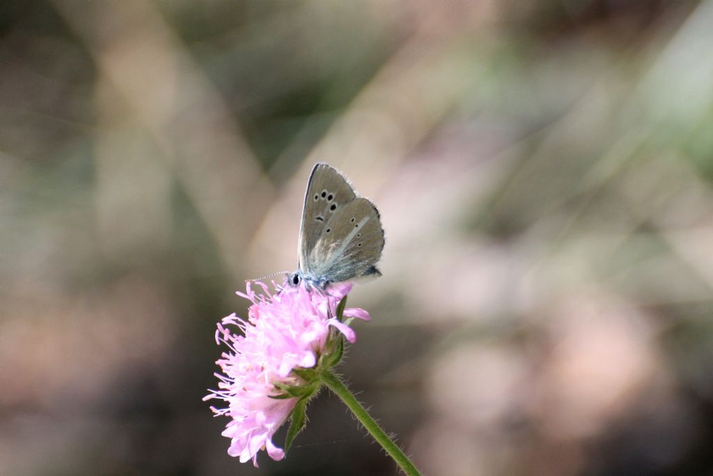 Polyommatus (Agrodiaetus) damon